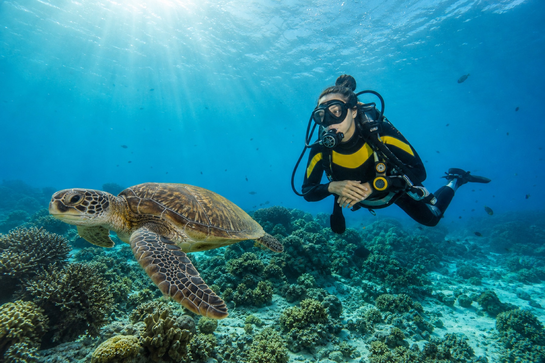 Scuba diver swimming near a sea turtle above a coral reef
