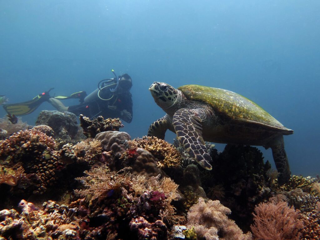 healthy coral reef dive site next to our dive shop and a sanctuary