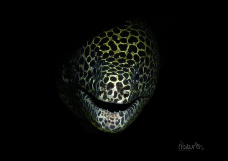 moray eels are more easy for underwater photography at night time ,good for macro lovers