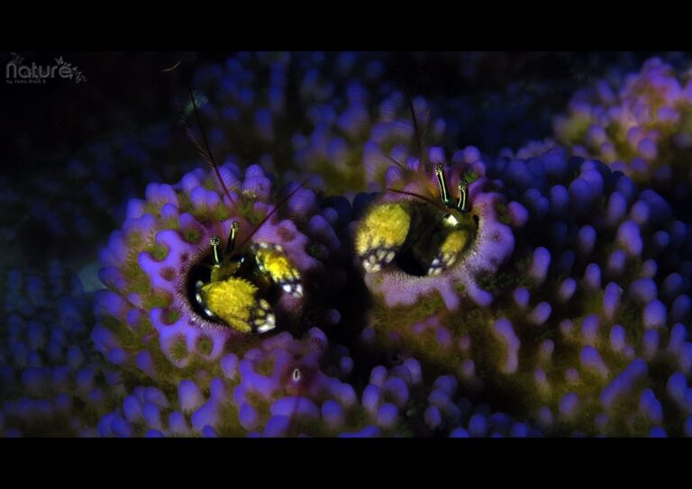 how cute are these crabs , amazing underwater macro photography dive spots in siquijor island