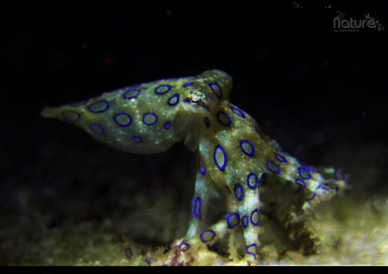 night or day time you can find this beautiful octopus, amazing creature for macro photography