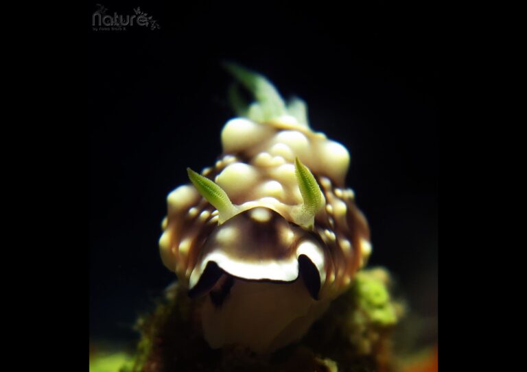 scuba divers siquijor island in the philippines has the perfect dive sites for macro underwater photography