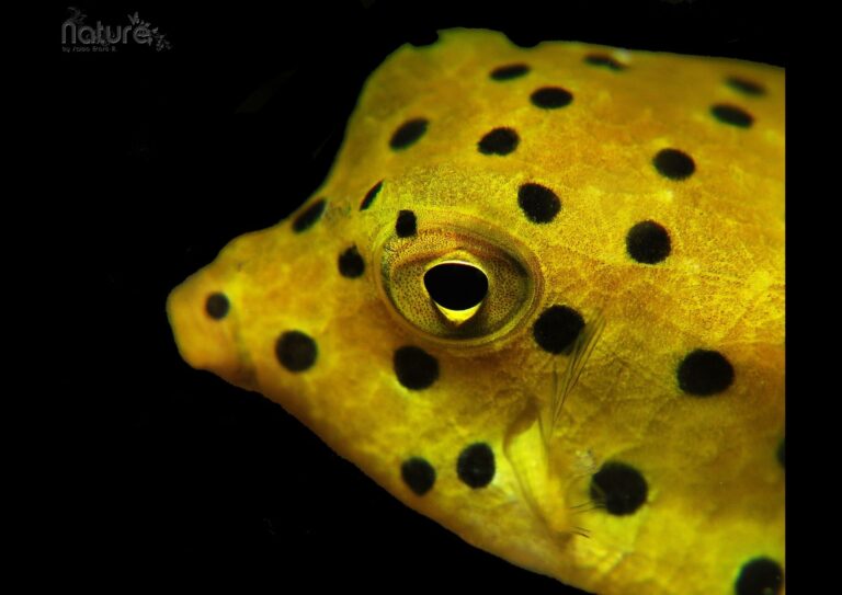 the close up beauty of a yellow boxfish fish during a day time dive in our dive here in siquijor island