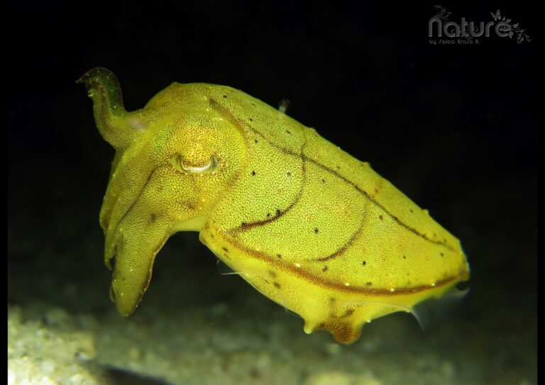 one of the amazing night creatures we find in siquijor island diving on the night dive