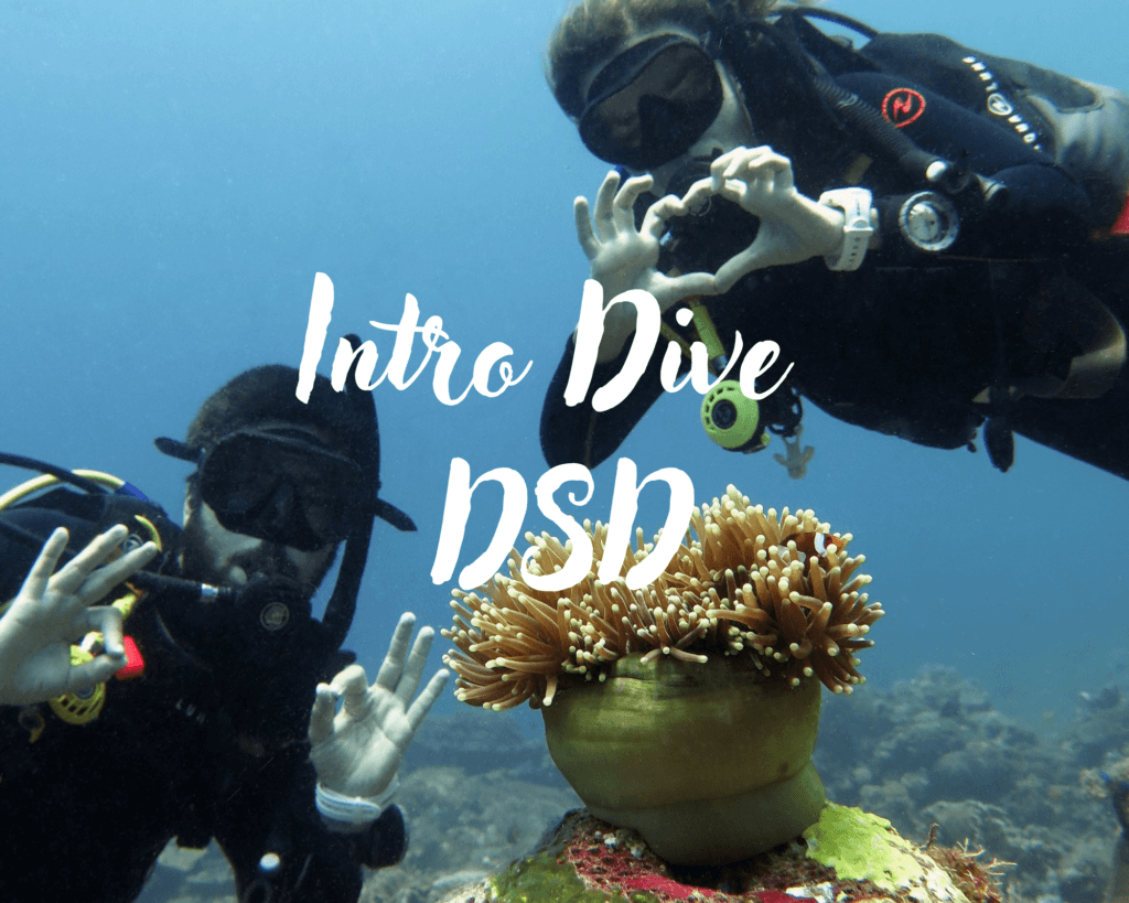 Intro dive with two divers watching and enjoying the beauty nemos, anemonefish on our amazing coral reef in siquijor island