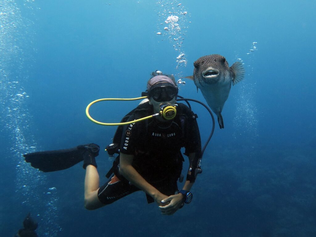 always having fun as we dive meeting new friends like this puffer fish, good for underwater photography and macro in siquijor island, philippines