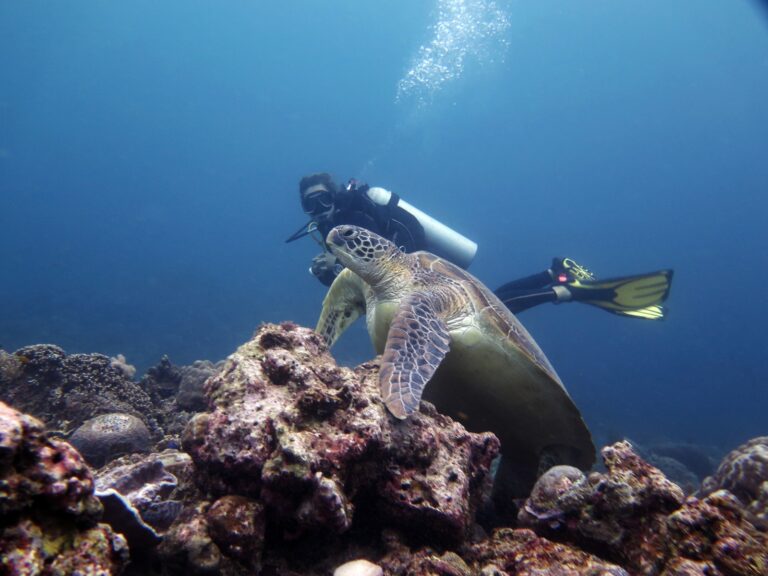 scuba diver and green sea turtle in siquijor island philippines