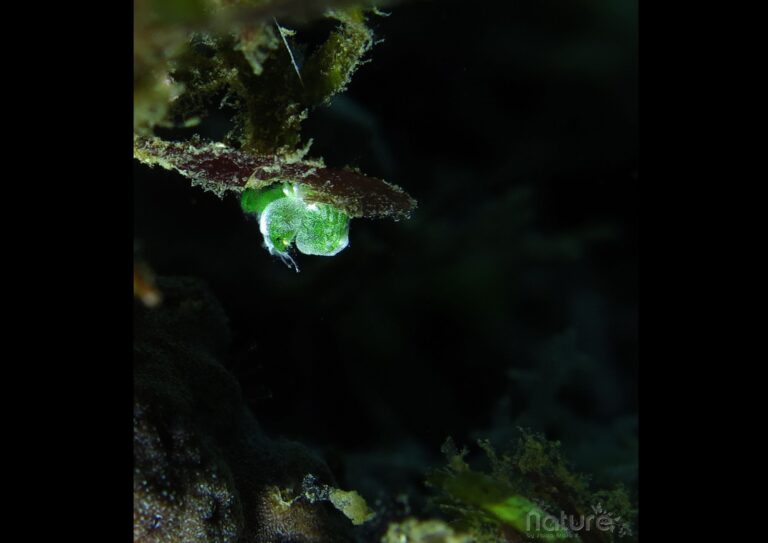 underwater macrophotography shrimps scuba diving on our house reef in siquijor island philippines