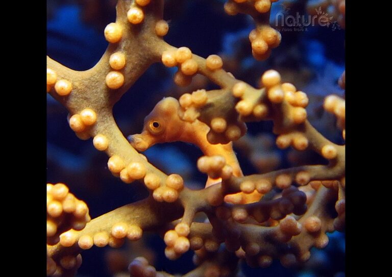 underwater macro photography in siquijor island, beautiful creatures to see while scuba diving