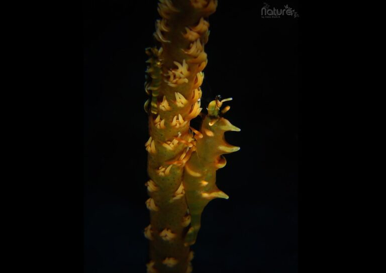 macro critters for macro photography in siquijor island philippines with our dive shop