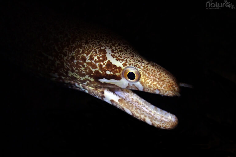 one of the several species of moray eels you can find during the night dives in our house reef in siquijor island philippines