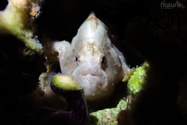 cute baby frogfish hidden inside a coral, for macro underwater photography lovers, in siquijor island philippines,